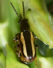 Crioceris macilenta