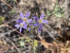 Eriastrum pluriflorum