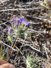 Eriastrum pluriflorum