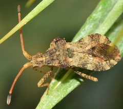 Centrocoris variegatus