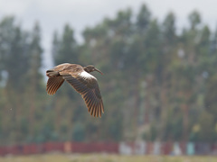 Bostrychia carunculata