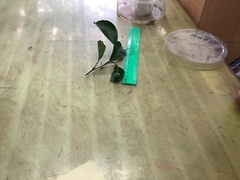 Papilio memnon heronus