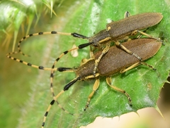 Agapanthia annularis