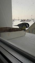 Parus major