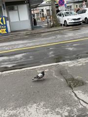 Columba livia domestica