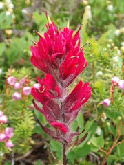 Castilleja parviflora oreopola