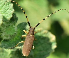 Agapanthia annularis