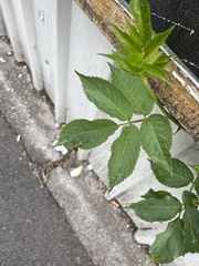 Sambucus nigra