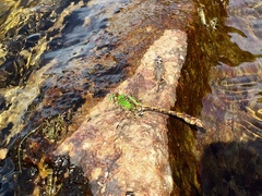 Ophiogomphus rupinsulensis