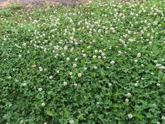 Trifolium repens