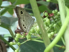 Ypthima baldus newboldi