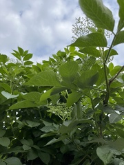 Sambucus nigra