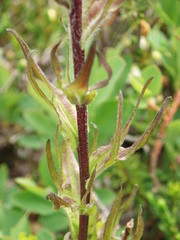 Castilleja parviflora oreopola