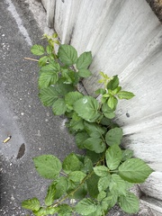 Rubus caesius