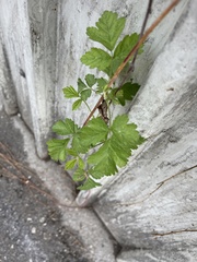 Rubus caesius