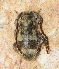 Parmena pubescens