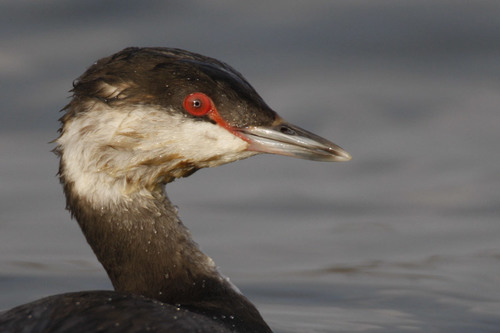 Horned Grebe, photo 7 of 10