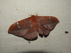 Cricula trifenestrata