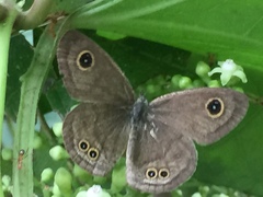 Ypthima baldus newboldi