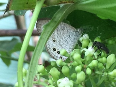 Ypthima baldus newboldi