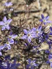 Eriastrum pluriflorum