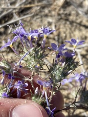 Eriastrum pluriflorum