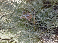 Helichrysum splendidum