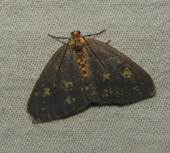 Abraxas poliaria