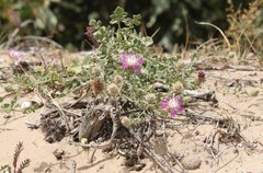 Centaurea sphaerocephala