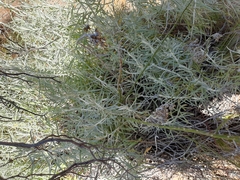 Helichrysum splendidum