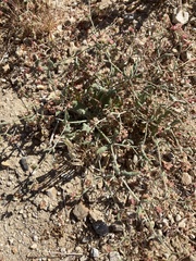 Eriogonum gracillimum