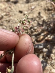 Eriogonum gracillimum