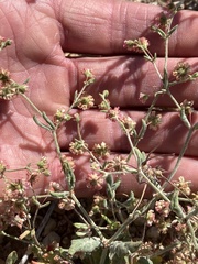 Eriogonum gracillimum