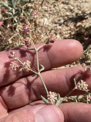 Eriogonum gracillimum
