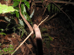 Boiga