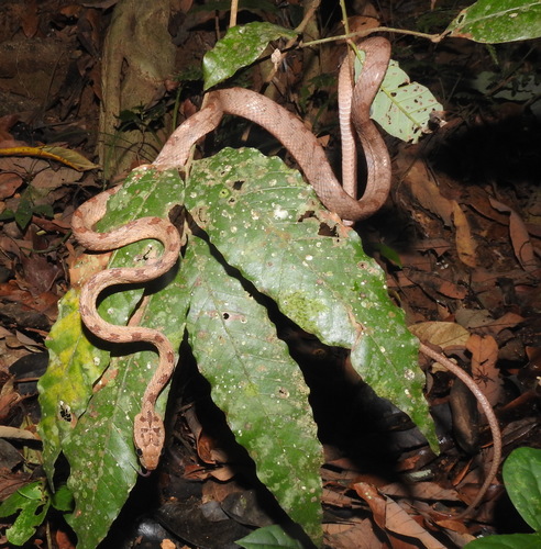 Photo of a Collared Catsnake (Boiga nuchalis)