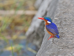 Corythornis cristatus