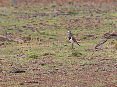 Vanellus melanopterus