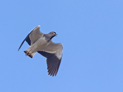 Vanellus melanocephalus