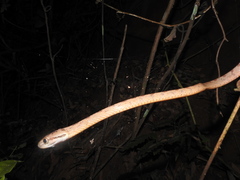 Boiga