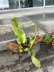 Asplenium scolopendrium