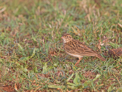 Alaudala somalica