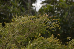 Sannantha angusta