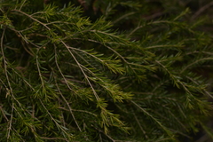 Sannantha angusta