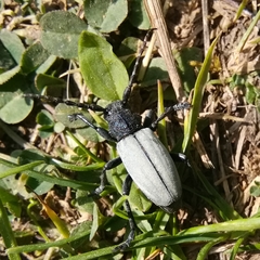 Dorcadion fuliginator