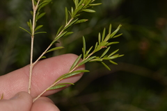 Sannantha angusta