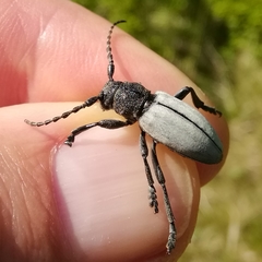 Dorcadion fuliginator