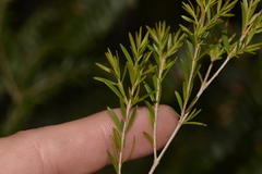 Sannantha angusta