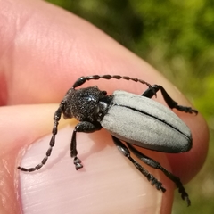 Dorcadion fuliginator