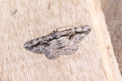 Physocleora vacillaria